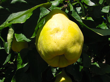 Cydonia Vulgaris: An Overview of the Quince Tree and Its Uses